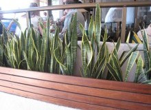 Kwikfynd Indoor Planting
pallamana