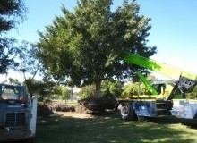Kwikfynd Tree Management Services
pallamana